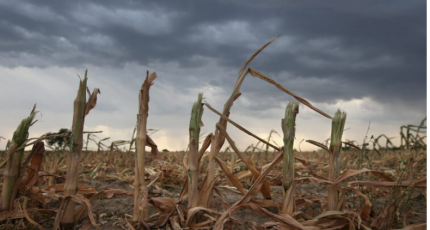 Declaran la emergencia agropecuaria en municipios afectados por la sequía