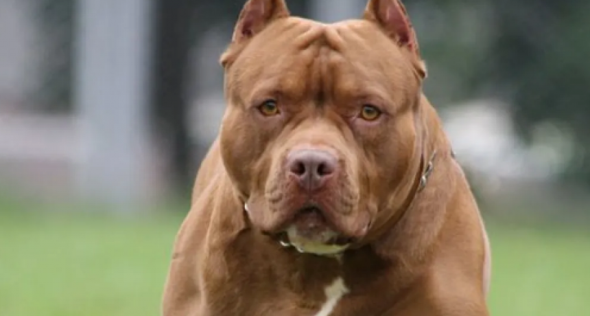 Ataque de un pitbull: mató a tres gatos e intentó morder a un nene