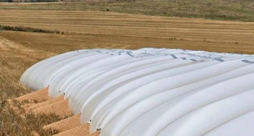 Tandil: jabalíes atacaron un silobolsa que contenía unos 240.000 kilos de trigo