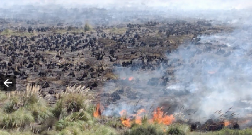 Monte Hermoso: un incendio arrasó unas 50 hectáreas de campo