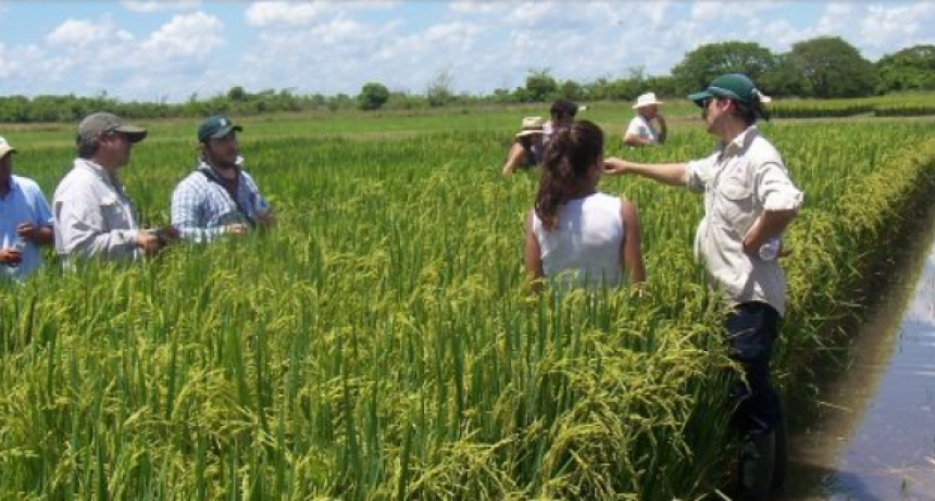 Advierten que por la sequía podría faltar arroz en segunda mitad de 2023