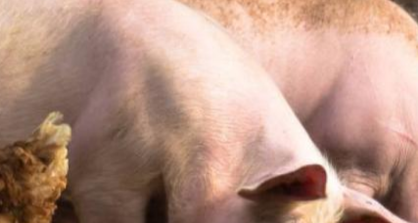 Tandil: detectan un caso de triquinosis y decomisan 90 kilos de carne de cerdo