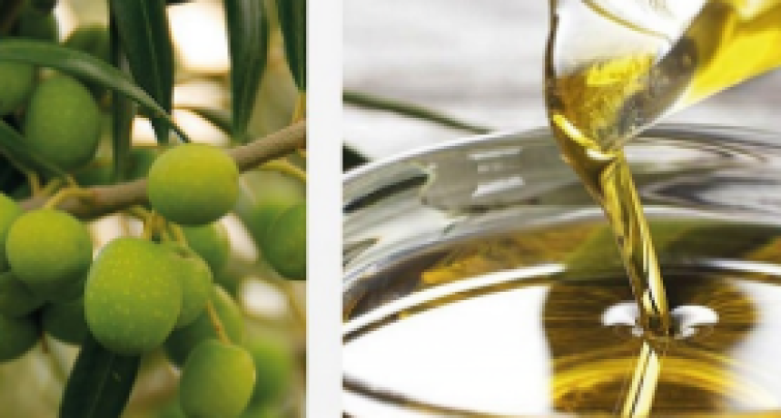 Fiesta del Olivo: hoy inician las charlas t&eacute;cnicas