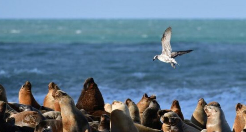 Aparecieron más lobos marinos muertos en la costa atlántica y el Senasa confirma las causas