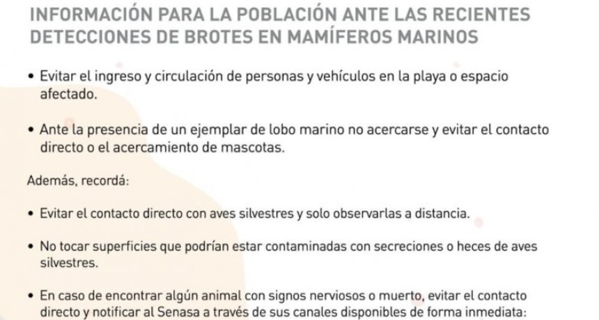 Gripe aviar: aparecen lobos marinos muertos en Monte Hermoso