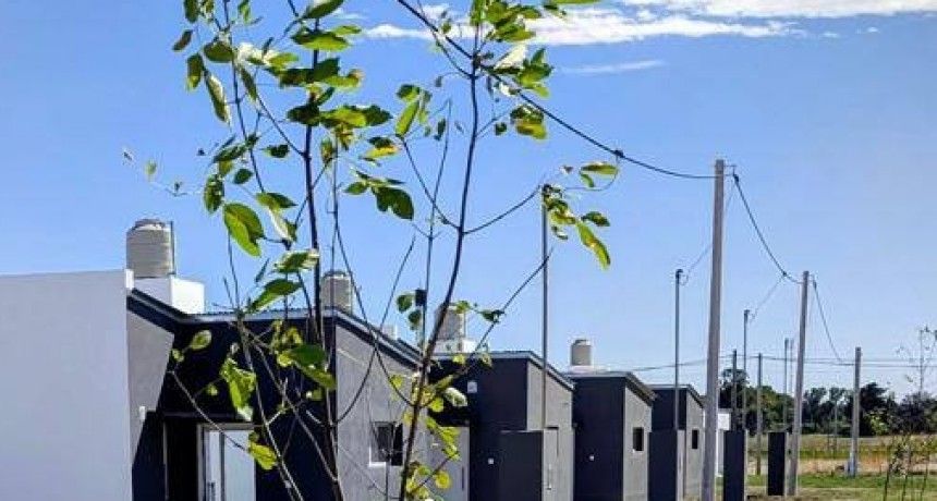 &Aacute;rboles para las nuevas viviendas.