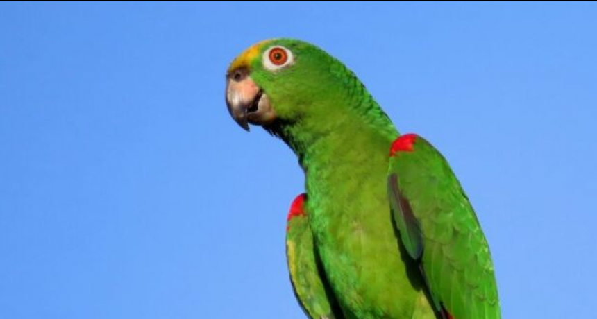 Cómo se transmite a los seres humanos la psitacosis, la enfermedad bacteriana de las aves