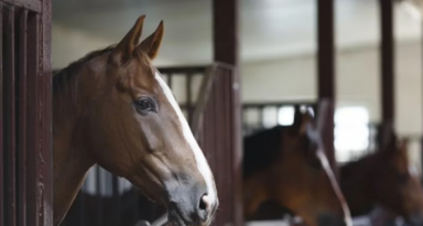 Encefalomielitis equina: establecen la vacunación obligatoria en todo el país