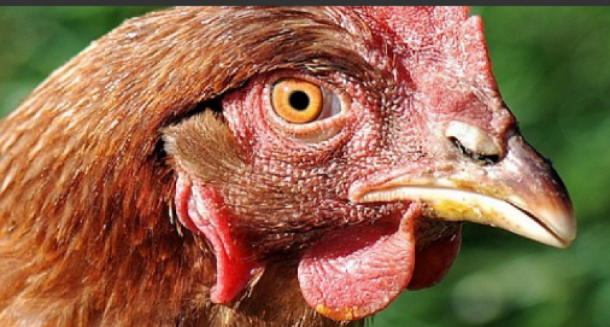 Influenza aviar: Nueva detección en aves de traspatio en la provincia de Santa Fe