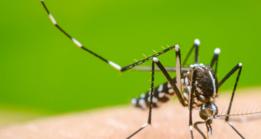 Confirmaron los primeros tres casos de dengue autóctono en Bahía Blanca