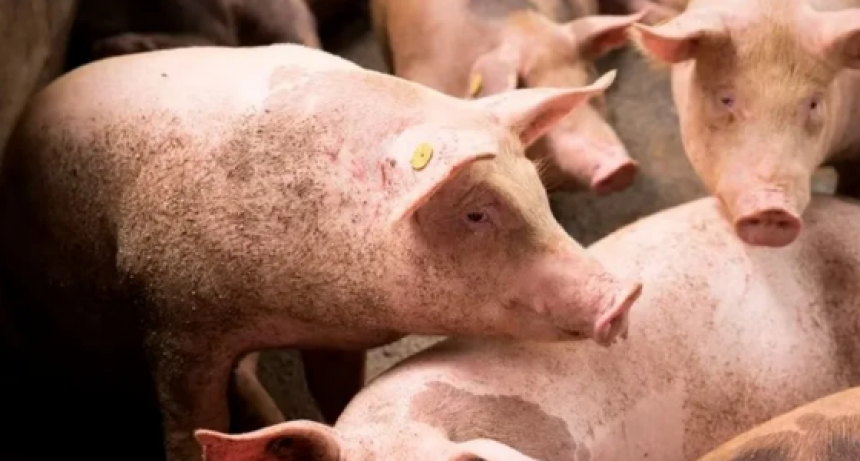 Emiten un alerta epidemiológica por un brote de triquinosis