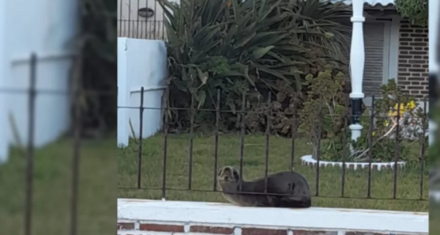 Monte Hermoso: apareció un lobo marino en una casa y crece la preocupación por la gripe aviar